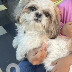 Missing: Black and White Female Shih Tzu Dog from Murali Nagar near D-Mart