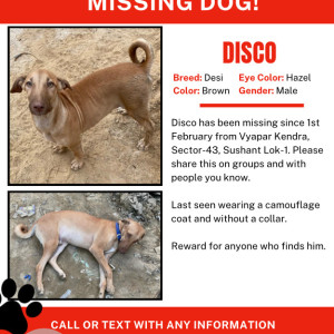 Missing: Dusky Male Indie Dog from Vyapar Kendra market, Sushant Lok-1, sector-43, Gurgaon-3