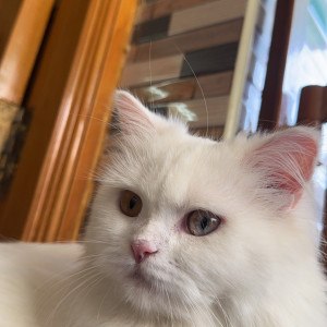 Missing: White Female Persian Cat from Gandhipuram bus stop