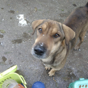 Missing: Black and Brown Male Indian Dog from Police lines grounds delhi 110009-2