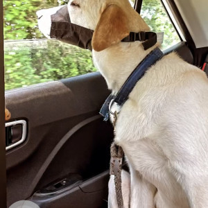 Missing: White Male Labrador Dog from Plot no 9, kale layout bengeri