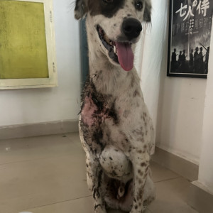 A White-Brown Mix Dalmatian Dog Found from Secunderabad