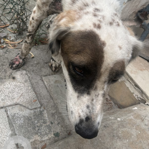 A White-Brown Mix Dalmatian Dog Found from Secunderabad-2