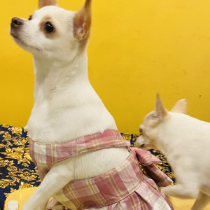 Missing: White-Brown Mix Female Chihuahua Dog from Aruns Salon, Takshila Society, mahakali road, andheri east
