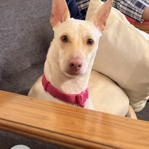 Dog named butter Missing from Indore-2