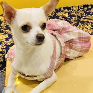 Missing: White-Brown Mix Female Chihuahua Dog from Aruns Salon, Takshila Society, mahakali road, andheri east