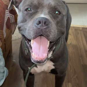 A Grey Pitbull Dog Missing from Tilak Nagar, Rohtak