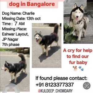 Missing: Black and White Male Husky Dog from Eshwar Layout, JP Nagar, 7th phase, Bangalore, India