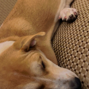 Missing: Brown Female Corgi mix Dog from Horamavu banaswadi