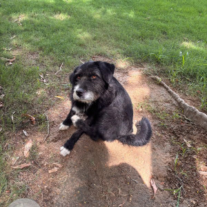 A Black and White Himalayan Terrier Dog Missing from Sector 43, Gurugram-4