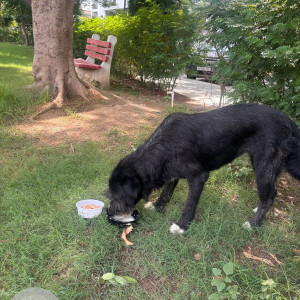 A Black and White Himalayan Terrier Dog Missing from Sector 43, Gurugram-2