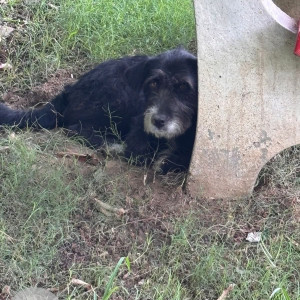 A Black and White Himalayan Terrier Dog Missing from Sector 43, Gurugram-3