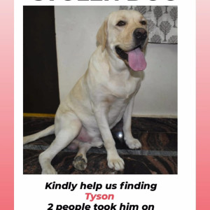 Missing: White Male Labrador Dog from Moosapet-2