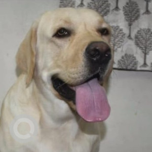 Missing: White Male Labrador Dog from Moosapet