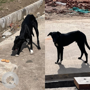 Missing: Black Male Indie mix Dog from Amrapalli dream valley villa, near ek Murti chowk