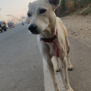 Found: White-Brown Mix Male Indian Dog from Near Pulla Reddy Sweets Store, Shamshabad, Airport Road, Hyderabad