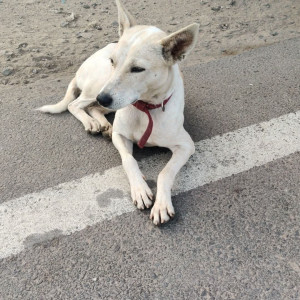 Found: White-Brown Mix Male Indian Dog from Near Pulla Reddy Sweets Store, Shamshabad, Airport Road, Hyderabad