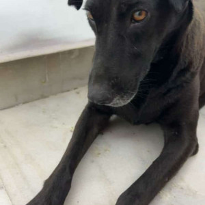 Missing: Black Female Looks like Labodra Dog from Janak Bal Vatika, C4E Block, Janakpuri