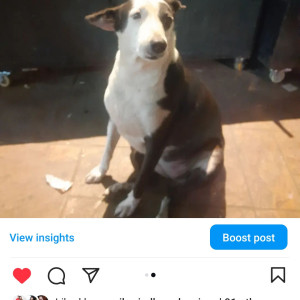 Missing: Black and White Female Indie Dog from Starbuck F.C.Road Deccan