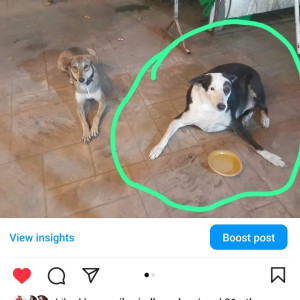 Missing: Black and White Female Indie Dog from Starbuck F.C.Road Deccan