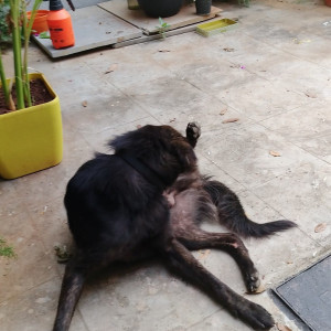 Dog  found in Jeevan Bhima Nagar-2