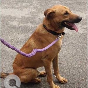 A pet dog is found in Nandanam colony extension