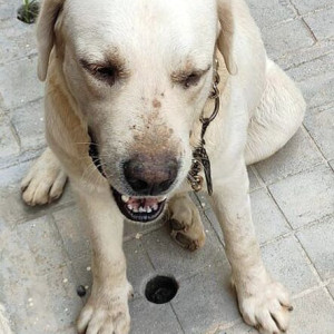 A pet dog found in Bengaluru(Karnataka)