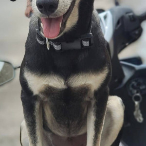 A female dog has been missing from Ram Indu park lane 6-3