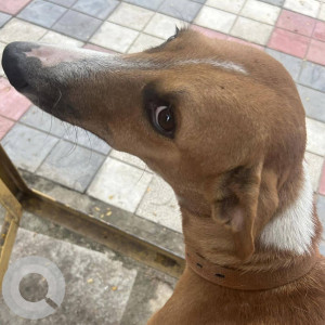 Indie dog found near Chapel road-2