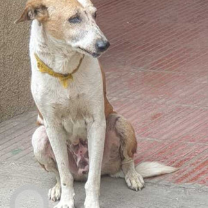 Lost dog roaming  in  Shree Shantinagar Society Kondhwa Budruk