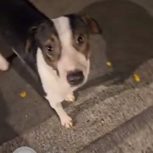 Society dog is missing from  Dahisar East near Samarpan hospital-2