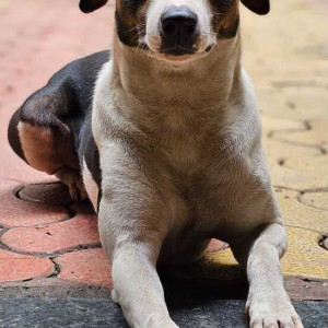 Society dog is missing from  Dahisar East near Samarpan hospital