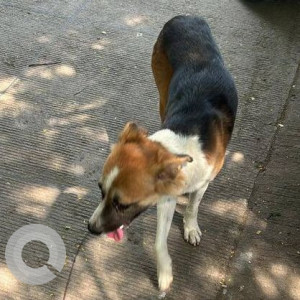 Pet dog found Tikujiniwadi Manpada, Thane