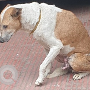 Lost dog roaming  in  Shree Shantinagar Society Kondhwa Budruk-2