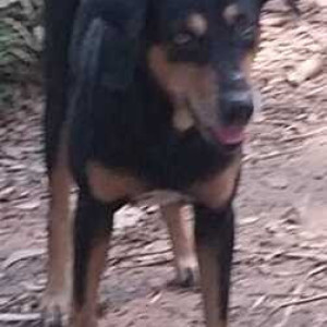 Lost  dog seen in Aarey, Gaondevi Mandir-2