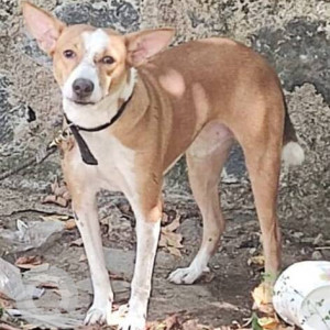 Indie dog is found near Aarupadai veedu murugan temple