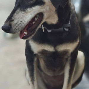 A female dog has been missing from Ram Indu park lane 6-2