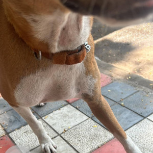 Indie dog found near Chapel road-3