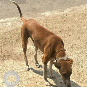 Indie dog found near Chapel road