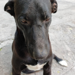 Fully grown male Indie black dog with white patches on all his four limbs missing