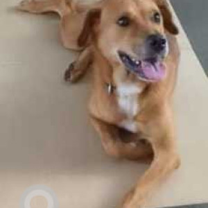 A pet dog is found in Haralur main road-2