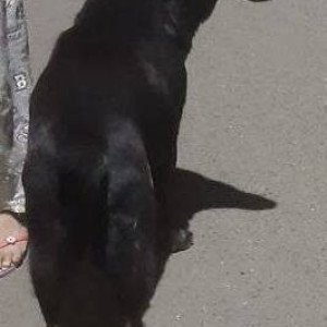 A pet  dog is missing from Kharghar-2