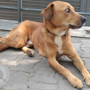 Indie dog is missing from Ambalipura, Harlur Road-2