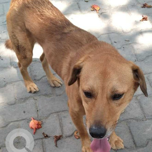 Indie dog is missing from Ambalipura, Harlur Road