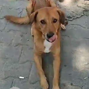 Indie dog is missing from Ambalipura, Harlur Road-3