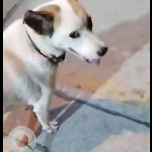 Indie dog found in Borivali