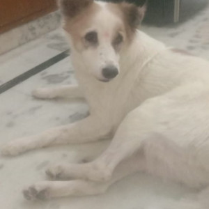 White-Brown Mix Male Indian Dog is Missing from Masoodpur, Near D6, Vasant Kunj