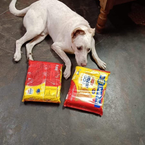 My dog Jacky is missing. Please help to find him-3