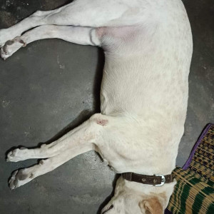 My dog Jacky is missing. Please help to find him-2