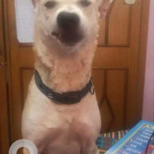 Indie dog is missing from Rajiv Gandhi Institude of Technology-2